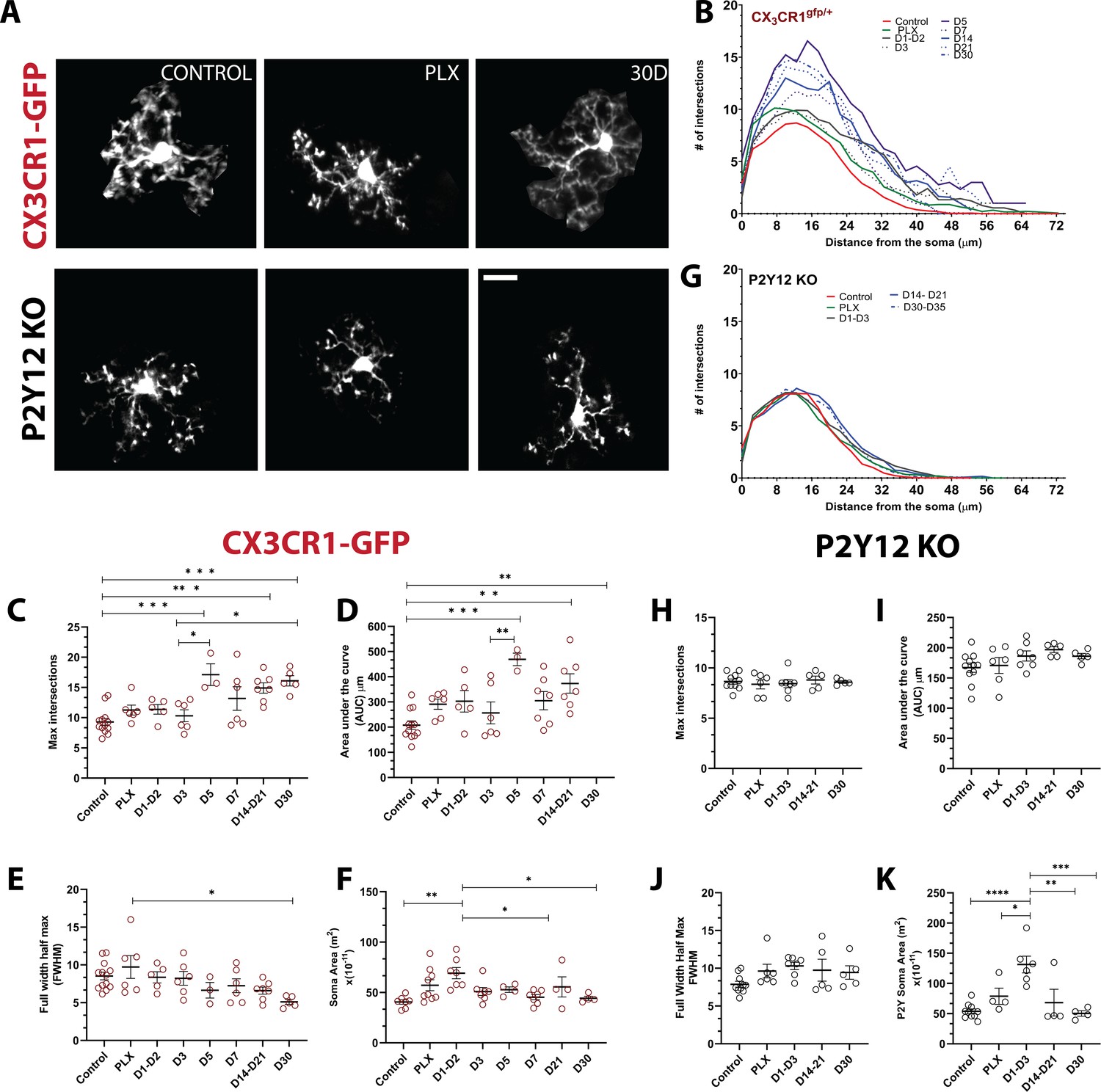 The role of P2Y12 in the kinetics of microglial self-renewal