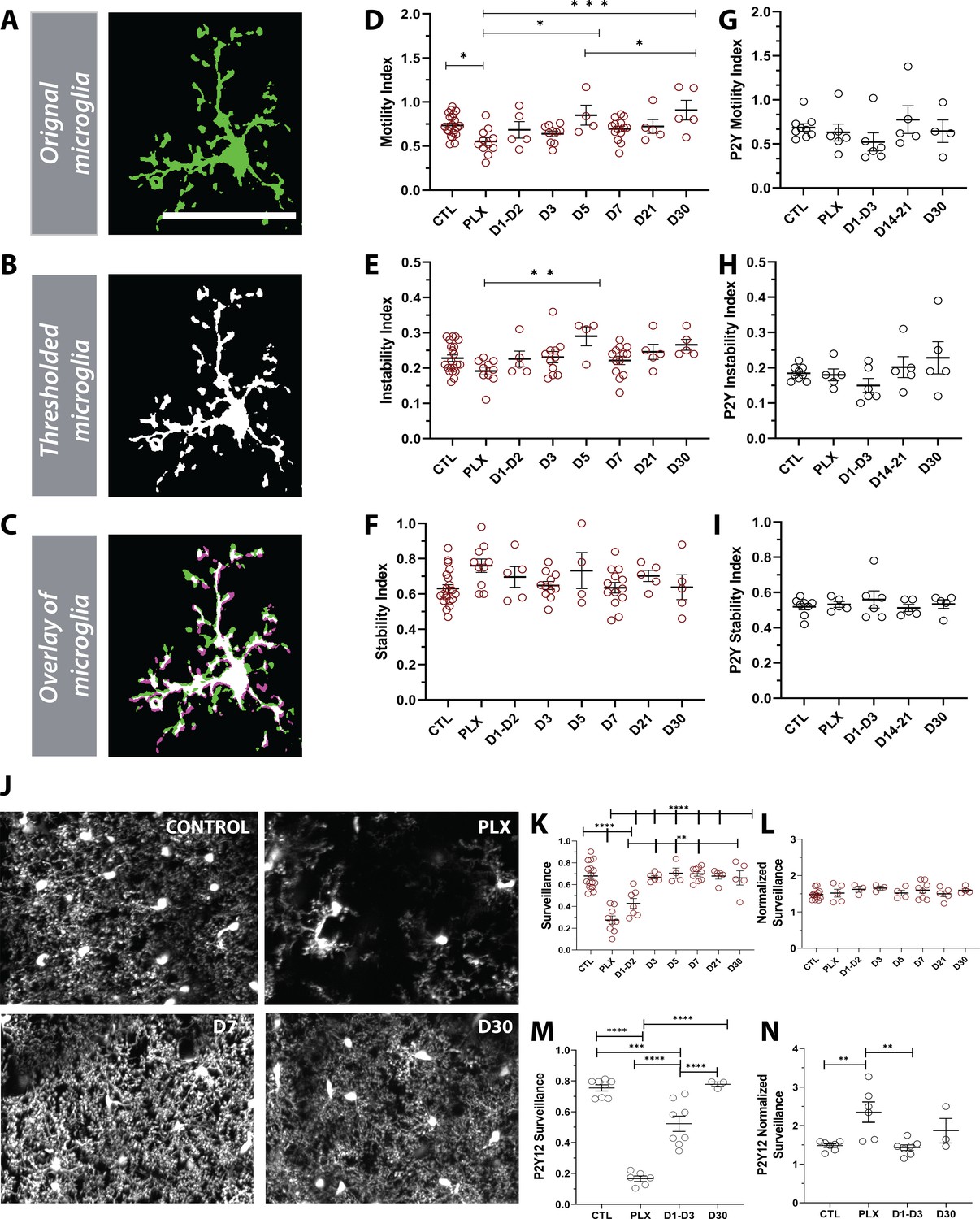 The role of P2Y12 in the kinetics of microglial self-renewal