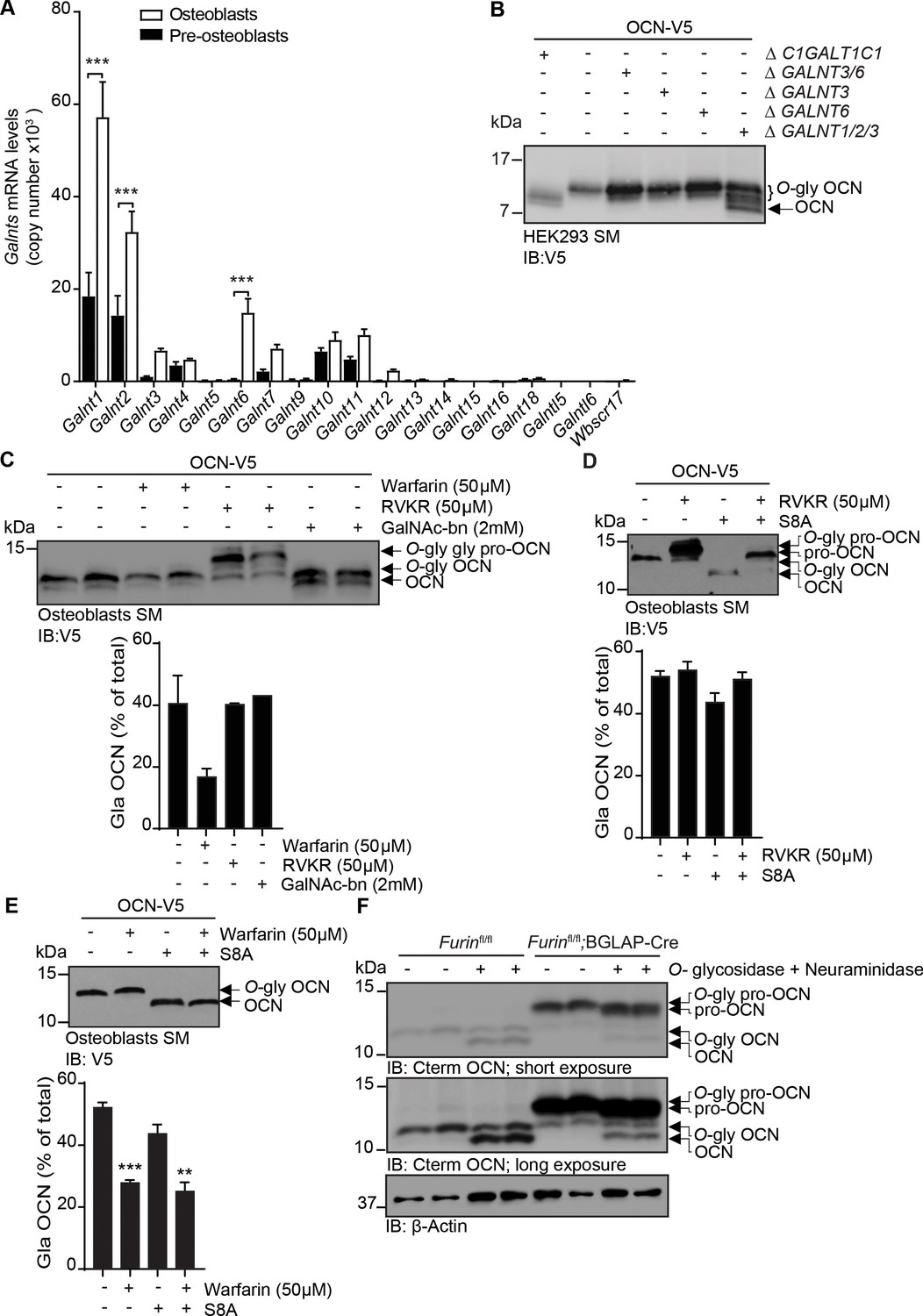 The Half Life Of The Bone Derived Hormone Osteocalcin Is Regulated Through O Glycosylation In Mice But Not In Humans Elife