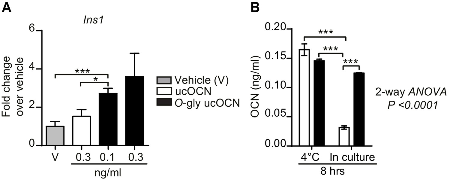 The Half Life Of The Bone Derived Hormone Osteocalcin Is Regulated Through O Glycosylation In Mice But Not In Humans Elife