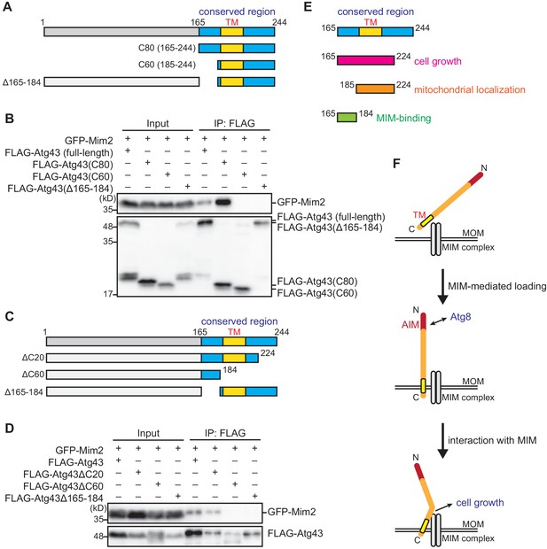 Atg43 tethers isolation membranes to mitochondria to promote starvation ...