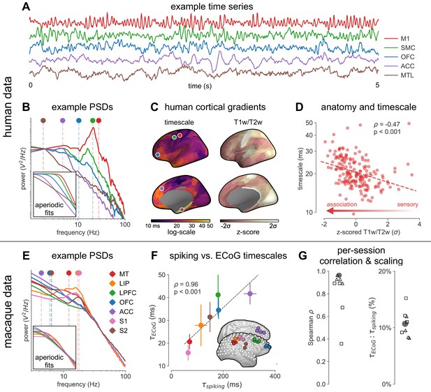 Neuronal Timescales Are Functionally Dynamic And Shaped By Cortical ...