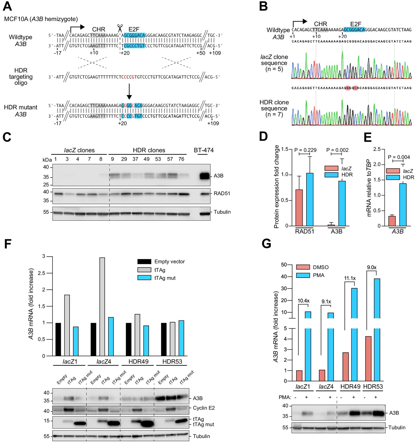 Characterization Of The Mechanism By Which The RB E2F Pathway Controls