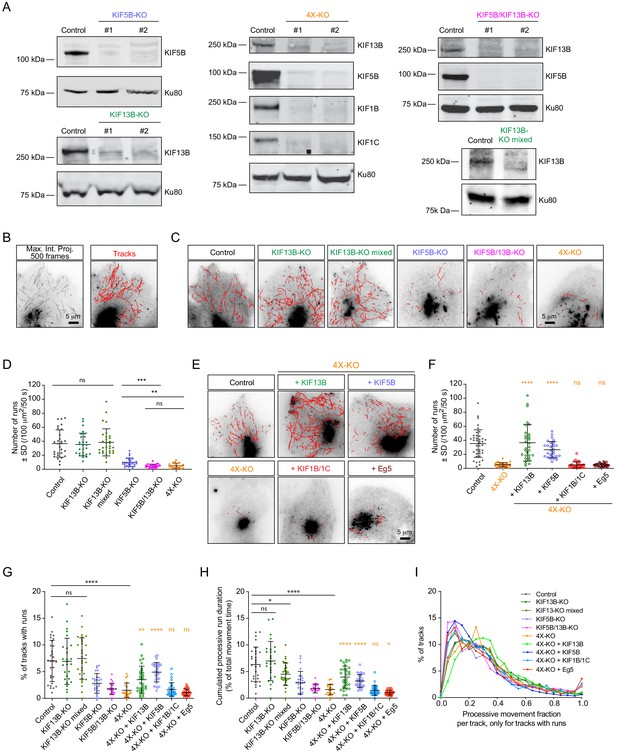 Figures And Data In Concerted Action Of Kinesins Kif B And Kif B