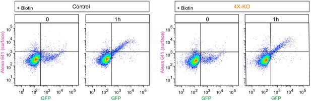 Figures and data in Concerted action of kinesins KIF5B and KIF13B ...