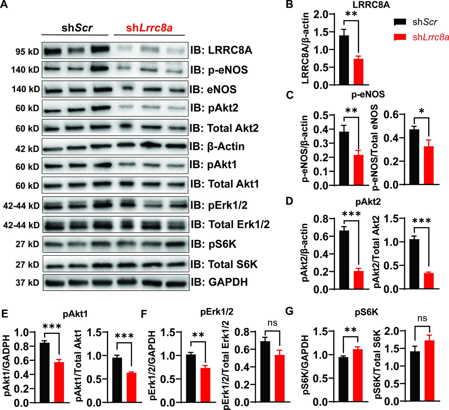 Figures and data in The SWELL1-LRRC8 complex regulates endothelial 