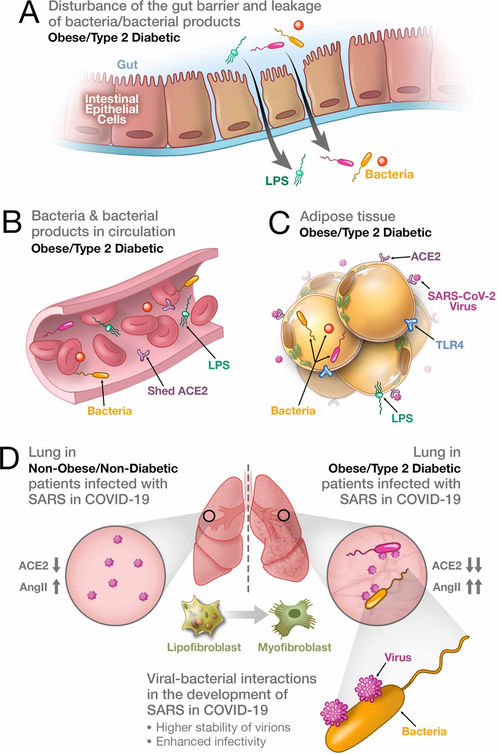 diabetes mellitus after covid 19