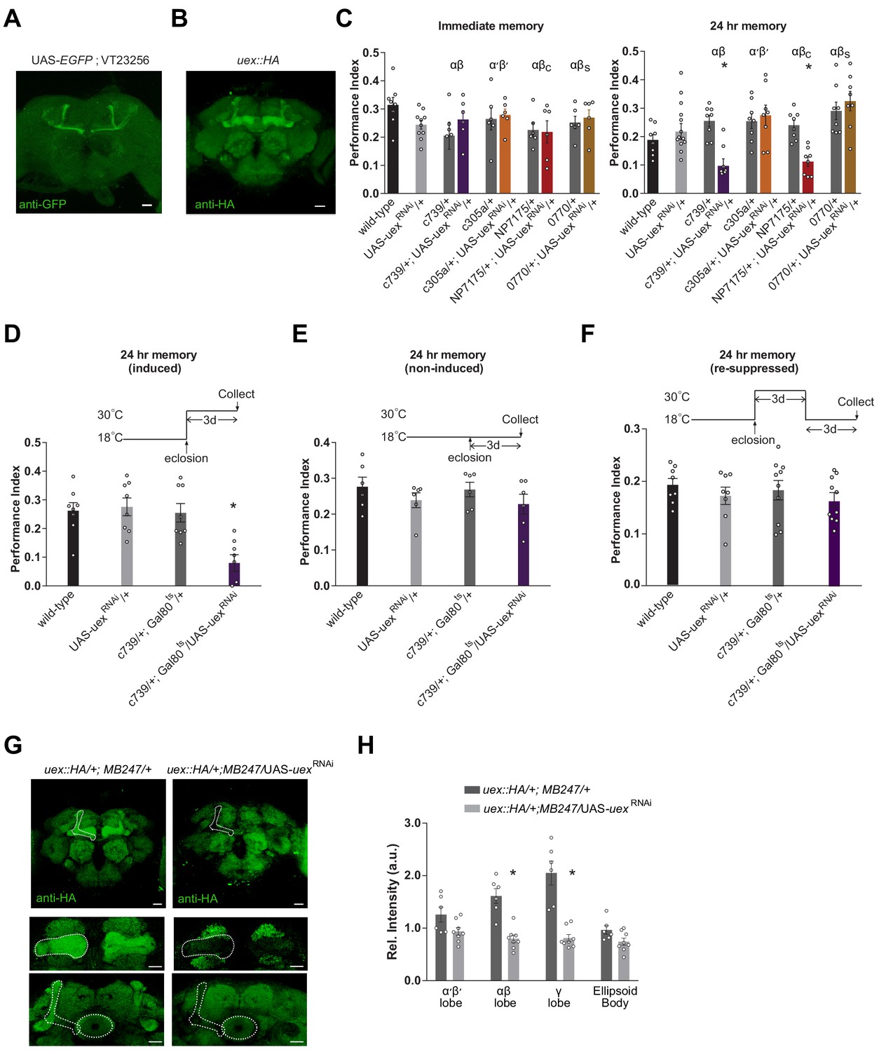 Magnesium Efflux From Drosophila Kenyon Cells Is Critical For Normal And Diet Enhanced Long Term Memory Elife