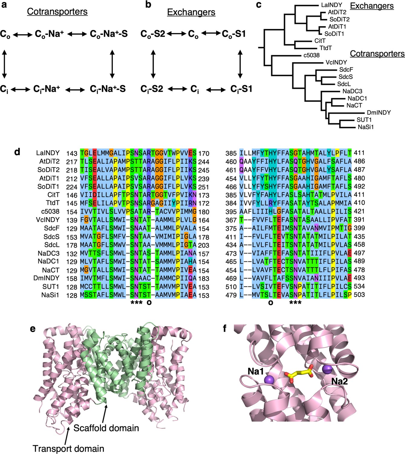 Structural Basis For The Reaction Cycle Of Dass Dicarboxylate Transporters Elife