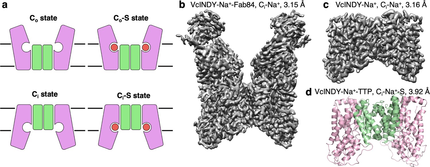 Structural Basis For The Reaction Cycle Of Dass Dicarboxylate Transporters Elife