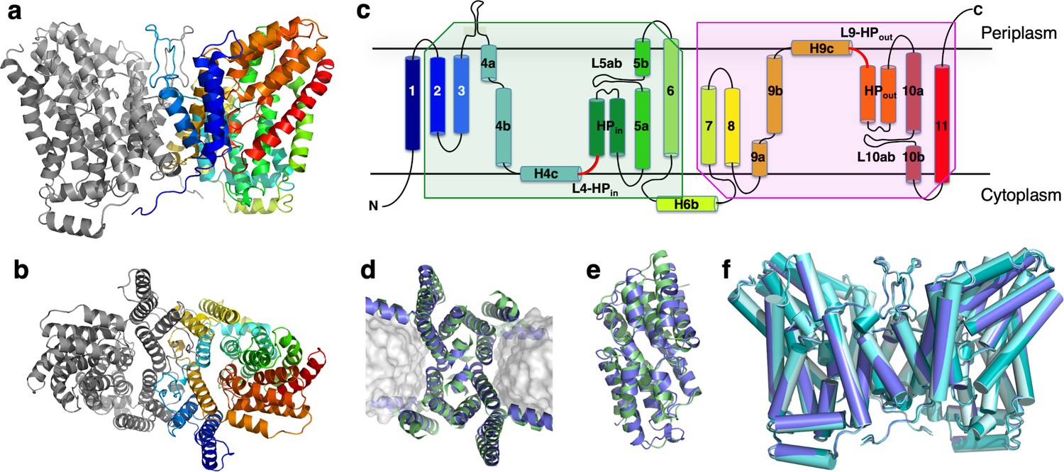 Structural basis for the reaction cycle of DASS dicarboxylate