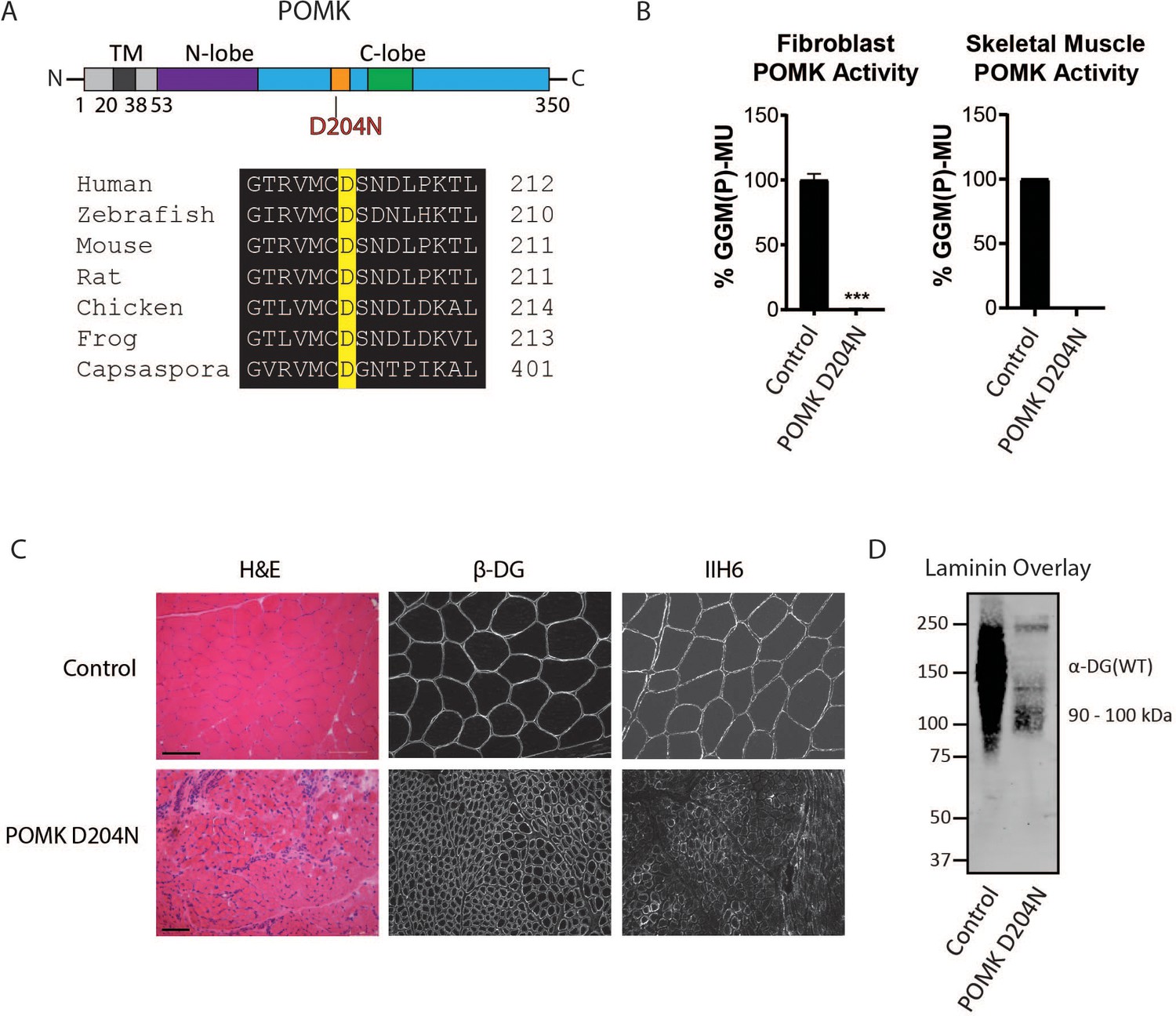 Pomk Regulates Dystroglycan Function Via Large1 Mediated Elongation Of Matriglycan Elife