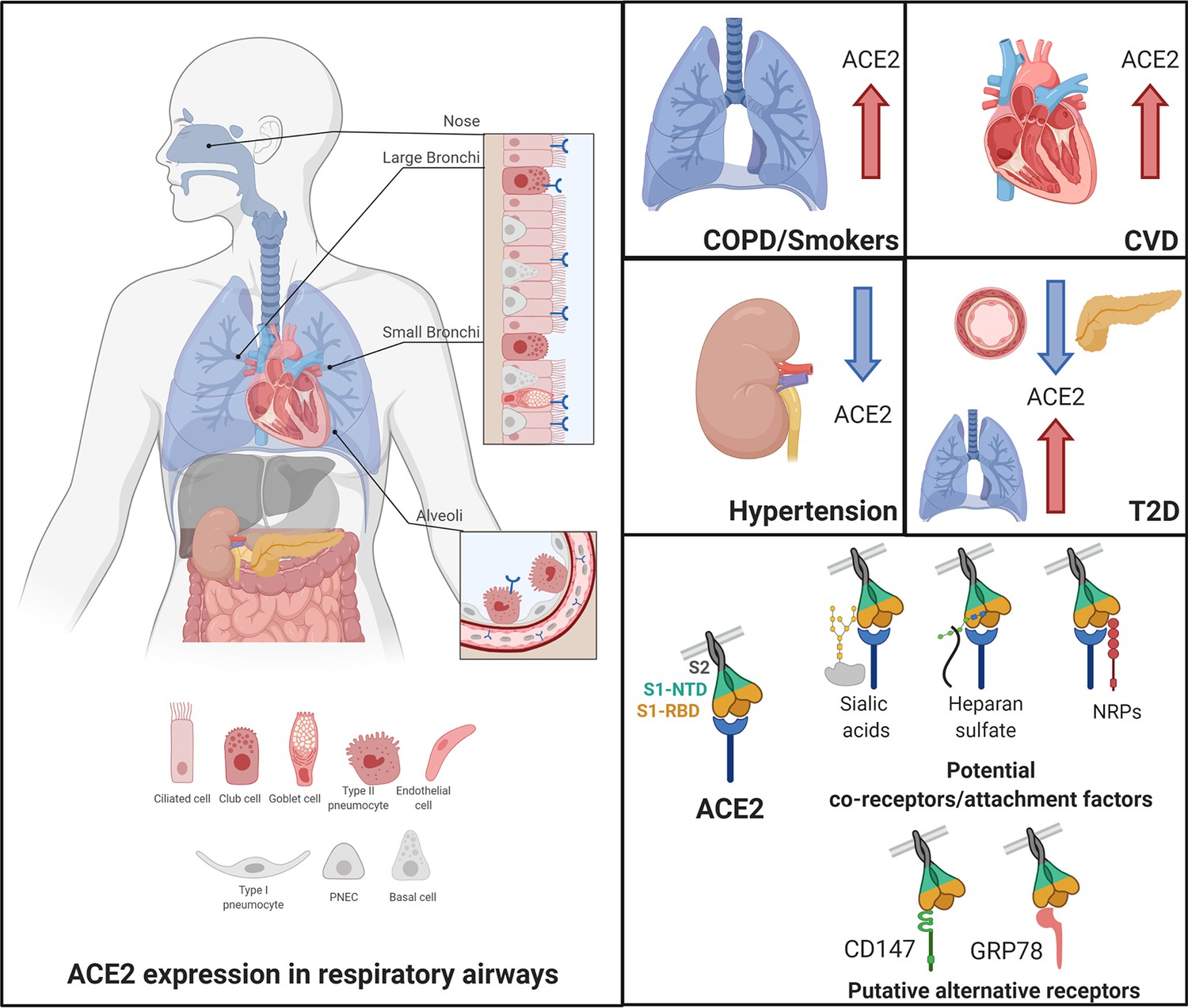 ACE2: Evidence of role as entry receptor for SARS-CoV-2 and