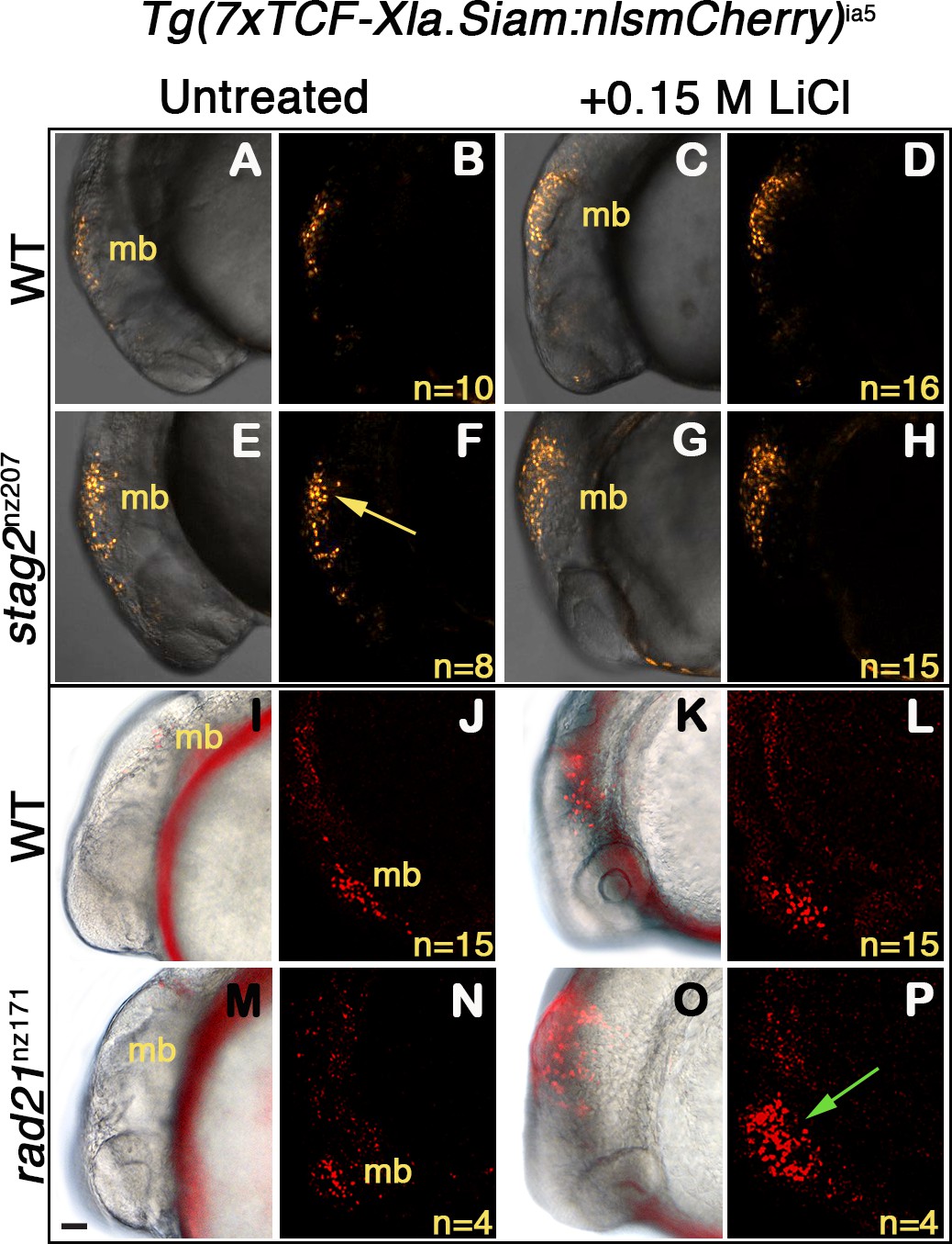 Identification and analysis of CXCR4-positive synovial