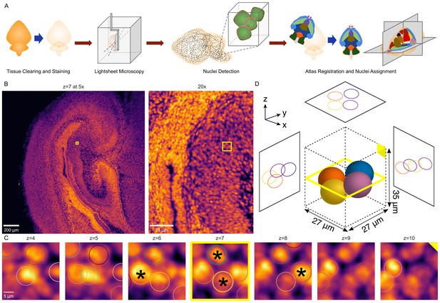 Constructing And Optimizing 3D Atlases From 2D Data With Application To ...