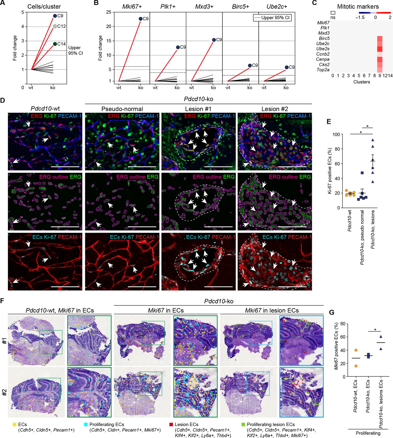 Mapping endothelial-cell diversity in cerebral cavernous malformations ...