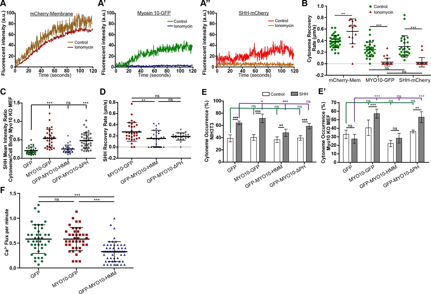 Cytoneme delivery of Sonic Hedgehog from ligand-producing cells ...