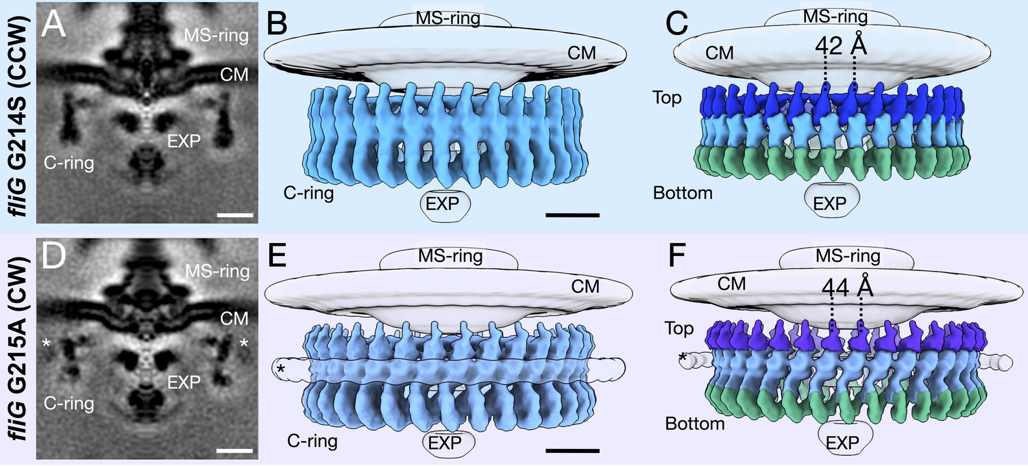 The Flagellar Motor Of Vibrio Alginolyticus Undergoes Major Structural Remodeling During Rotational Switching Elife