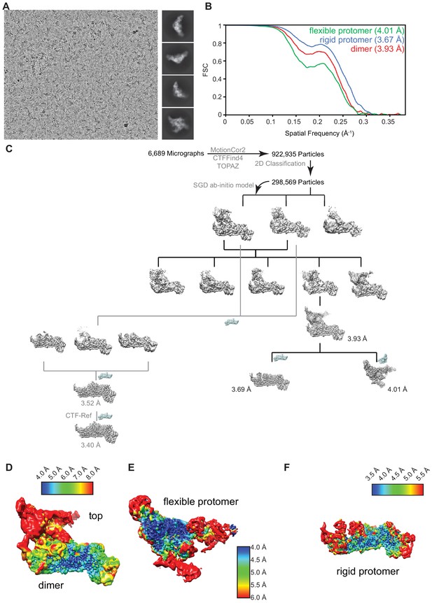 Figures and data in Structural insights into the nucleic acid ...