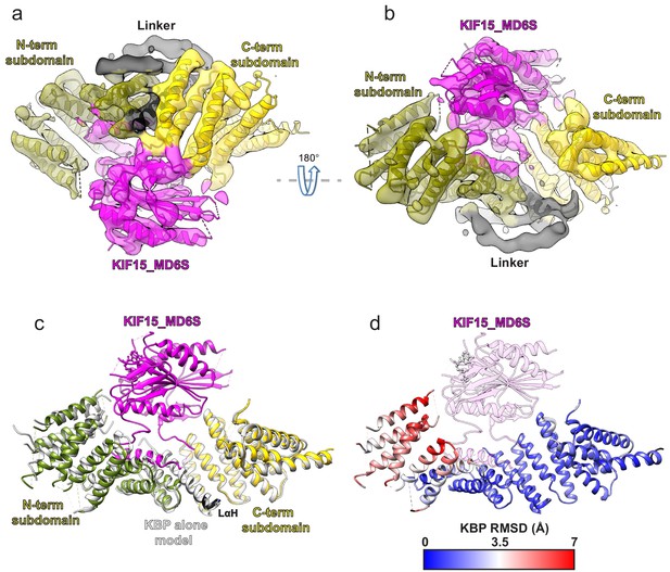 The Mechanism Of Kinesin Inhibition By Kinesin-binding Protein | ELife