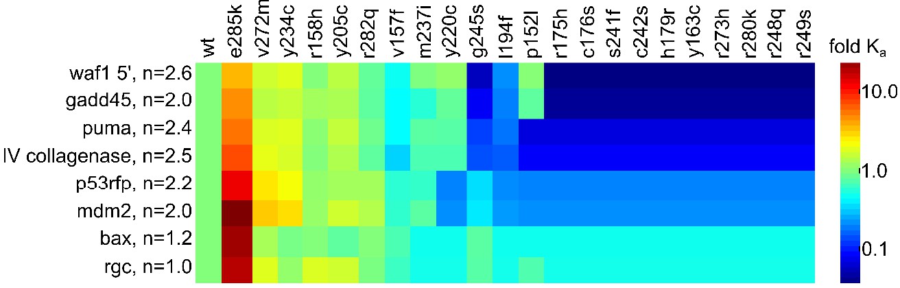 Zinc shapes the folding landscape of p53 and establishes a