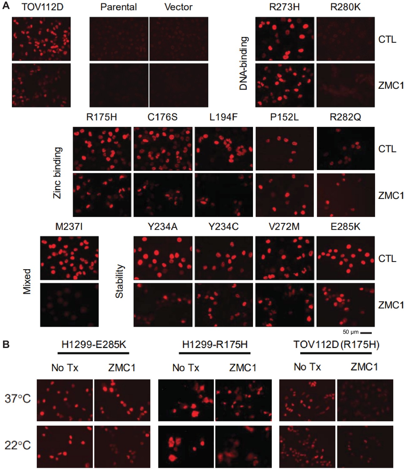 Zinc shapes the folding landscape of p53 and establishes a