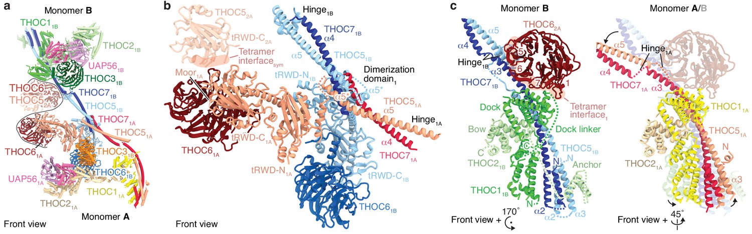 Structure Of The Human Core Transcription Export Complex Reveals A Hub For Multivalent Interactions Elife