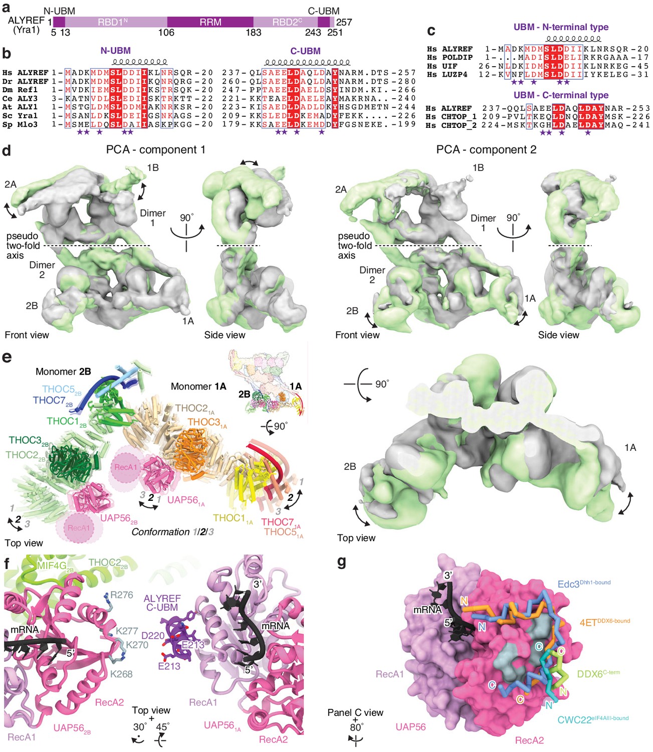 Figures And Data In Structure Of The Human Core Transcription-export ...