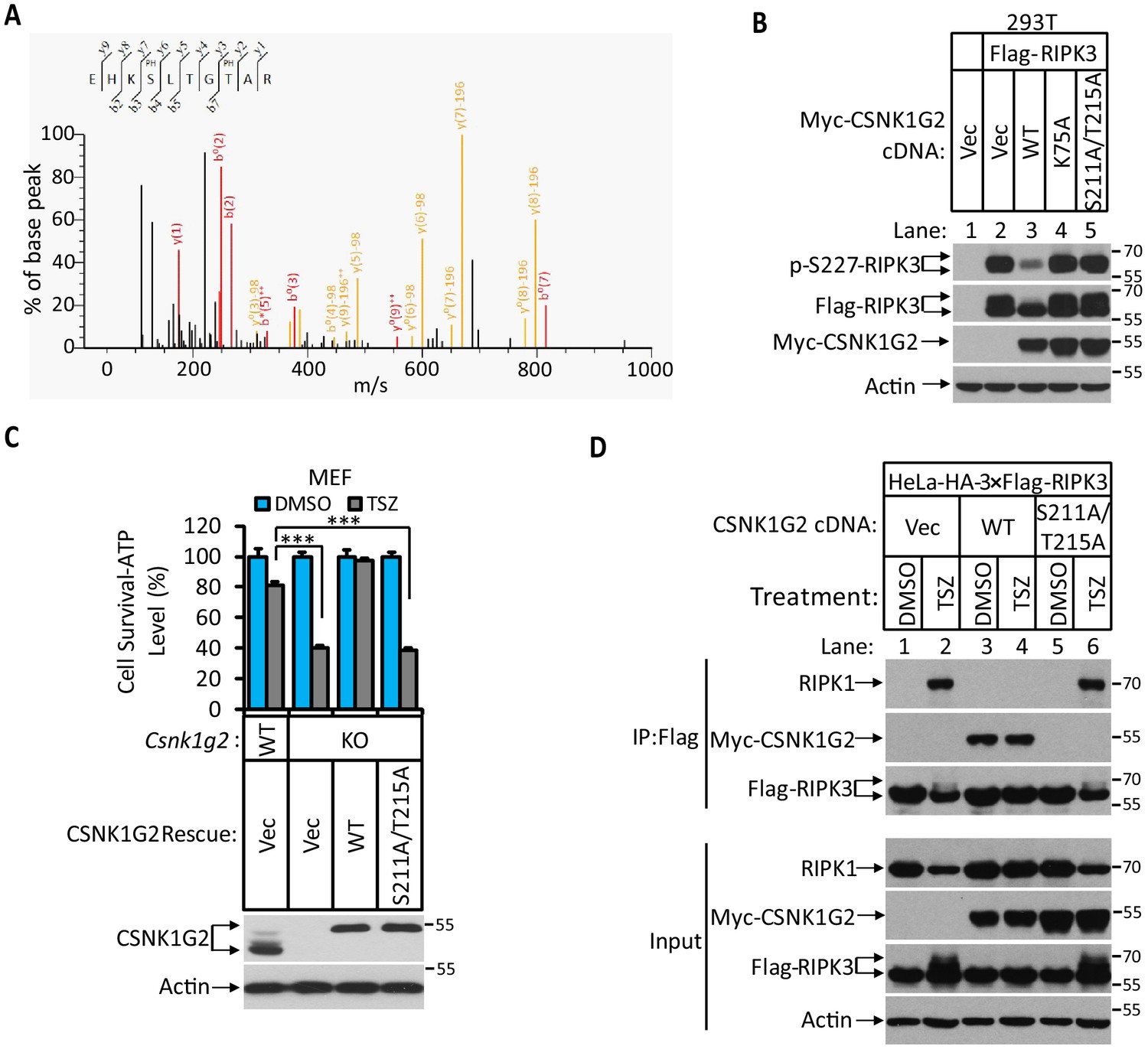 Figures And Data In Casein Kinase 1G2 Suppresses Necroptosis-promoted ...