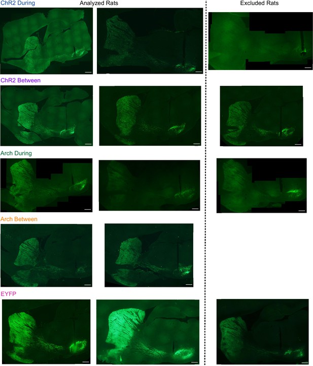 Figures and data in Precisely timed dopamine signals establish distinct ...