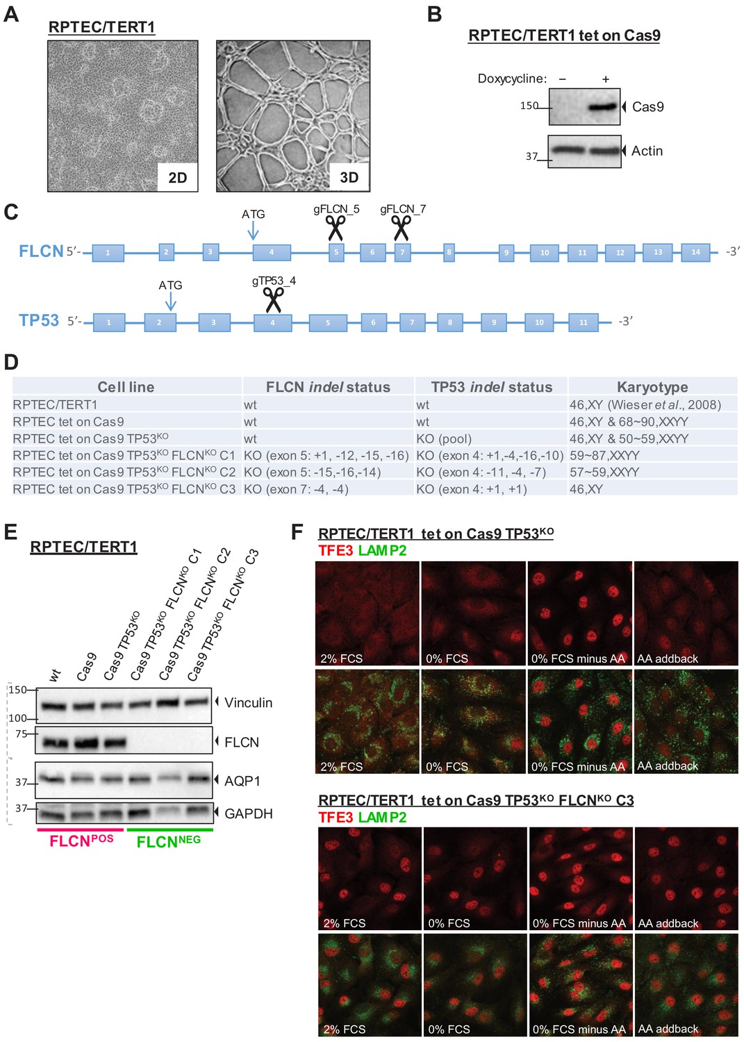 Loss of FLCN-FNIP1/2 induces a non-canonical interferon response in ...