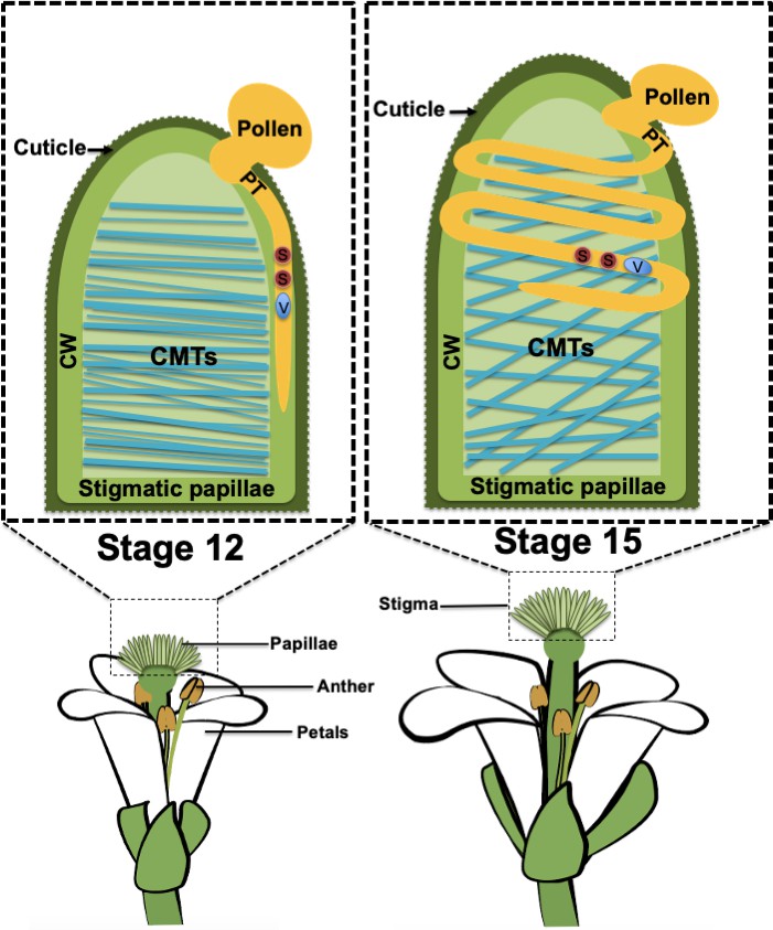 Pollen Tube Guidance Growing straight through walls eLife