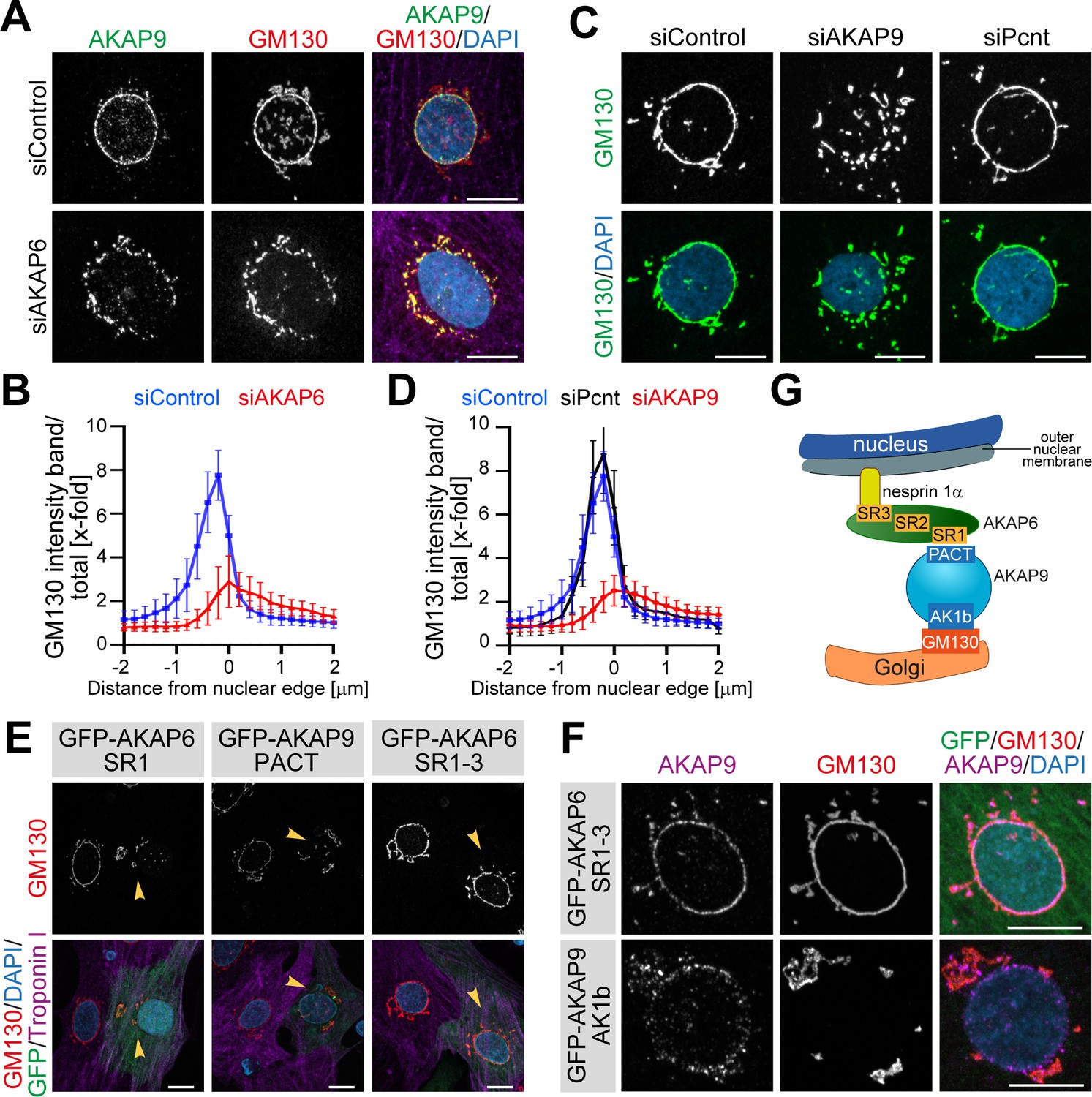 AKAP6 orchestrates the nuclear envelope microtubule