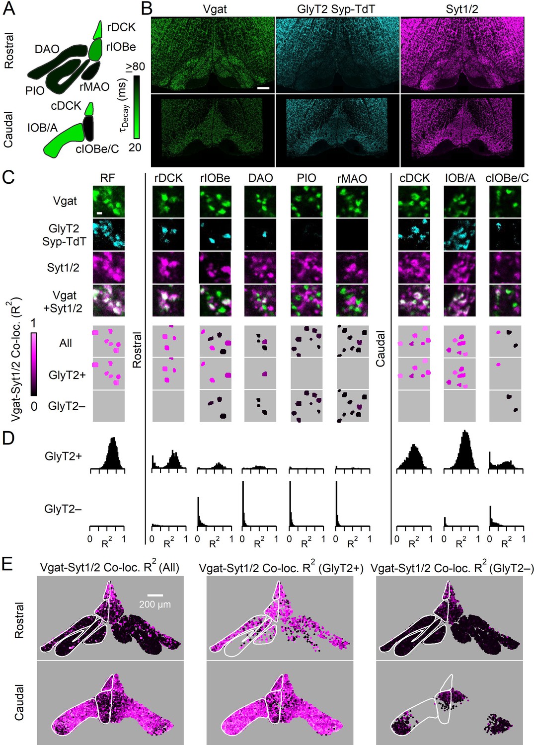 Figures And Data In Cerebellar And Vestibular Nuclear Synapses In The