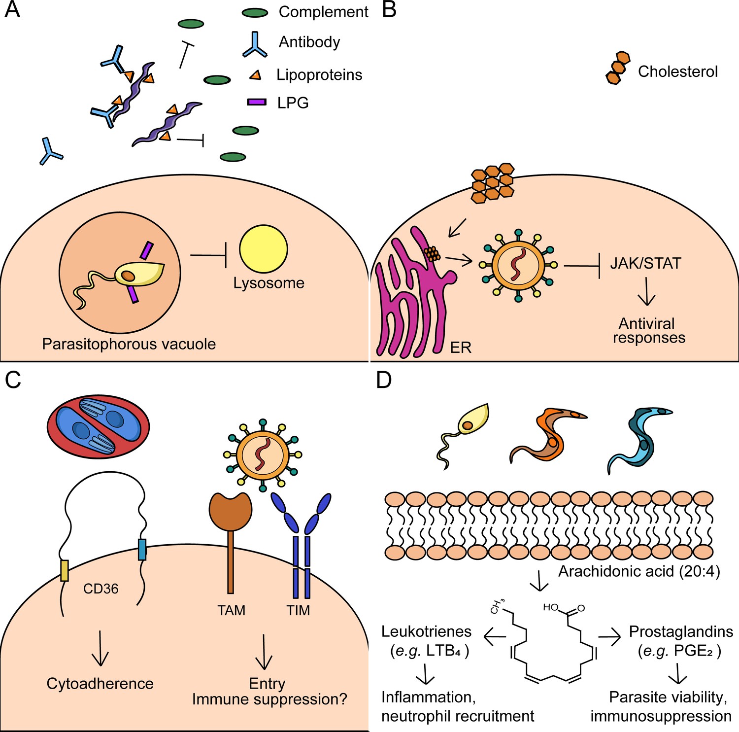 Frontiers  Fatty acid uptake in Trypanosoma brucei: Host resources and  possible mechanisms