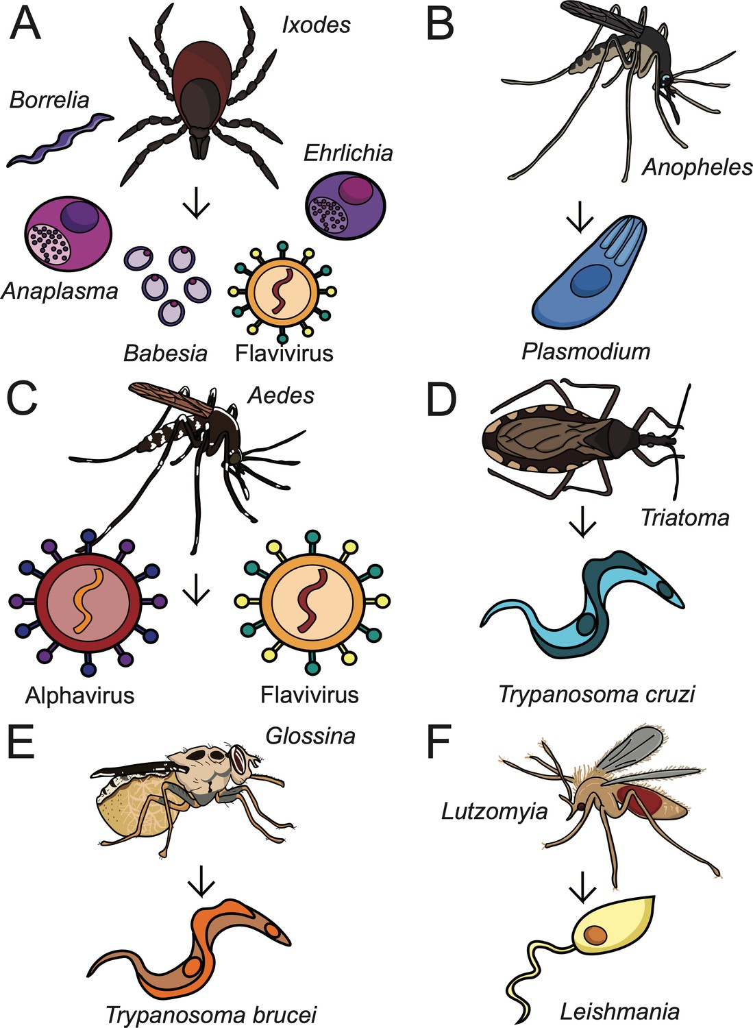 Disease vector что это