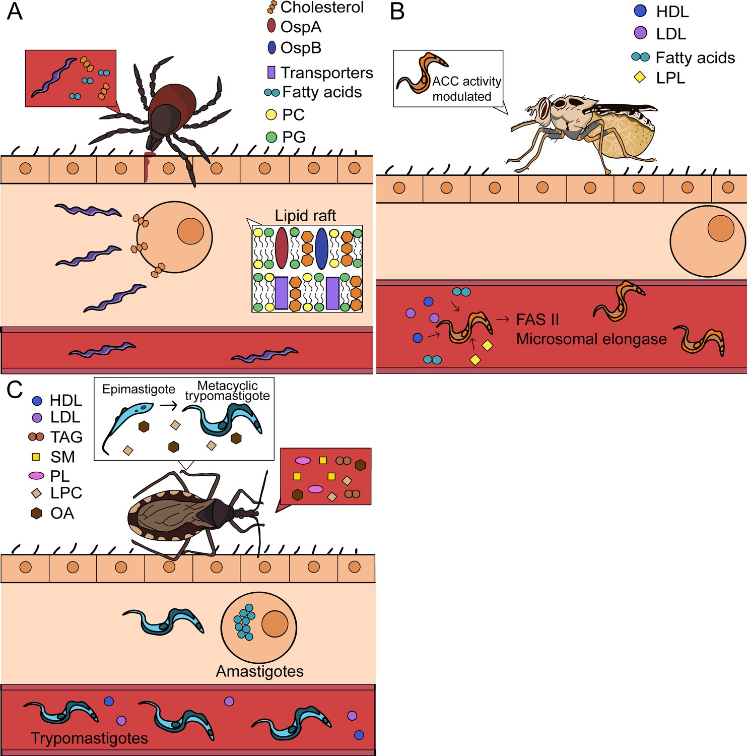 Lipid Hijacking: A Unifying Theme In Vector-borne Diseases | ELife