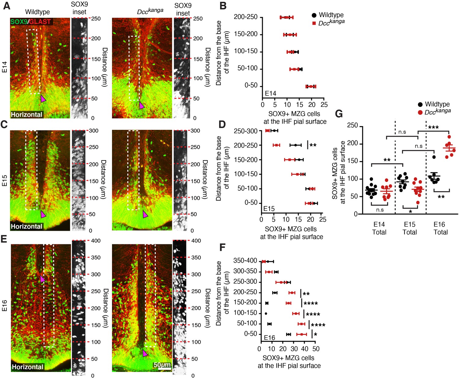 DCC regulates astroglial development essential for DCC regulates astroglial development essential for