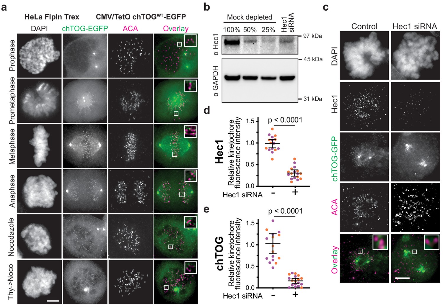 HN1 overexpression after Nocodazole Block (post-G2) using transient