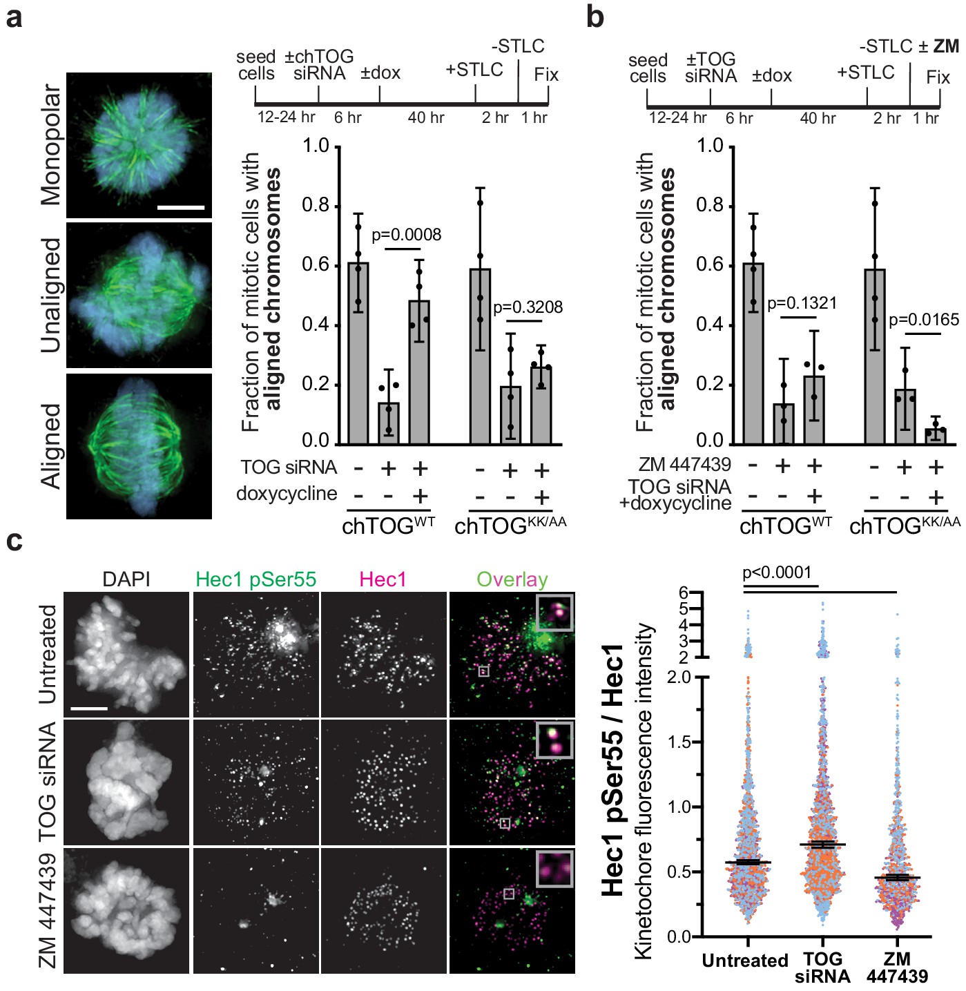 chTOG is a conserved mitotic error correction factor | eLife