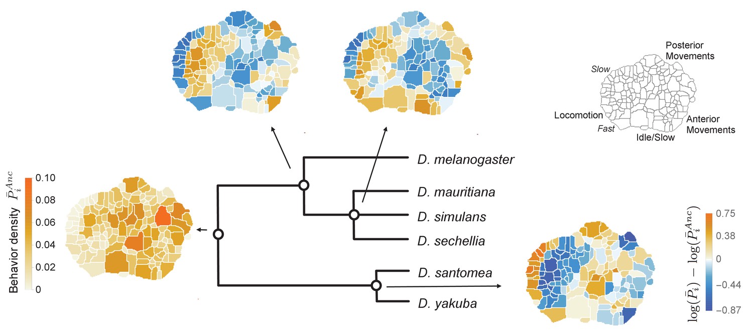 A Framework For Studying Behavioral Evolution By Reconstructing ...