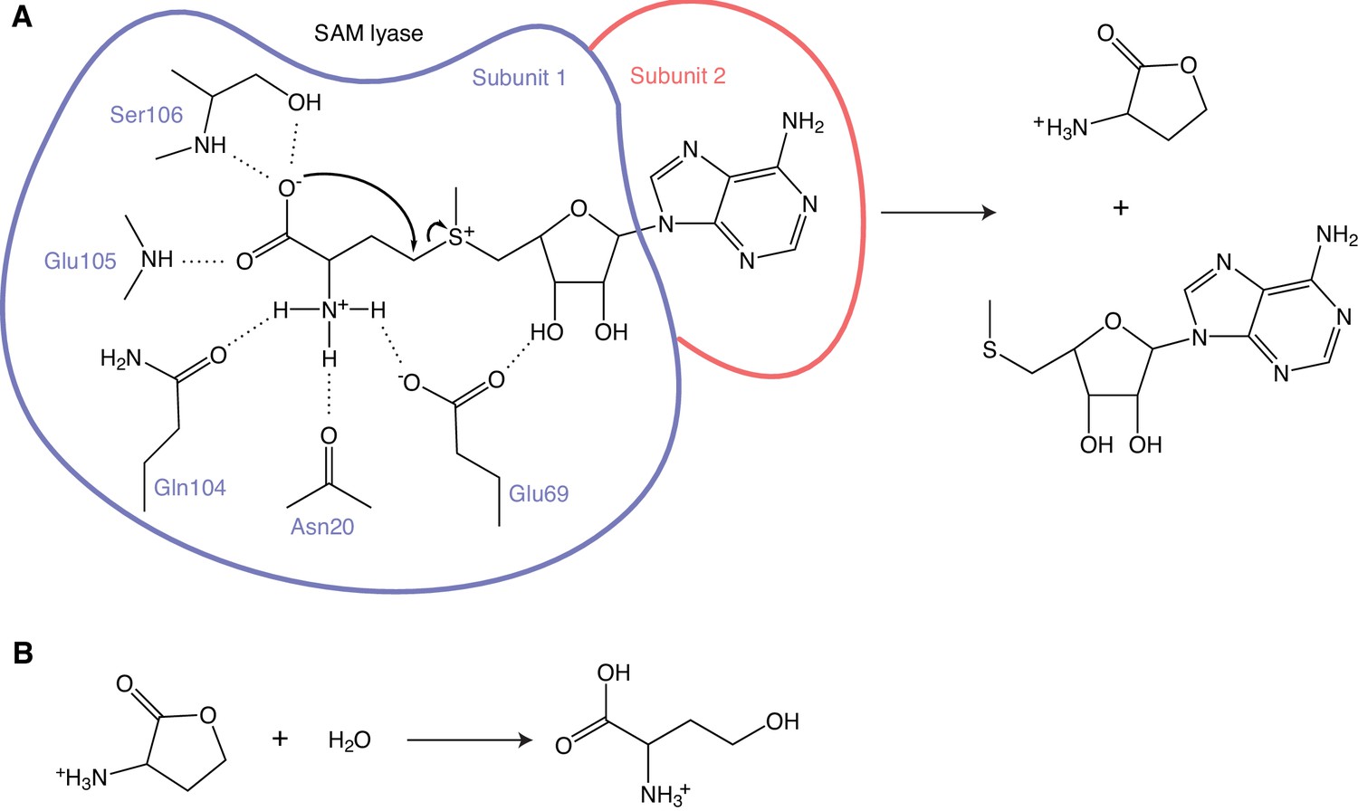 SAM and SAH Analysis Service - Creative Proteomics