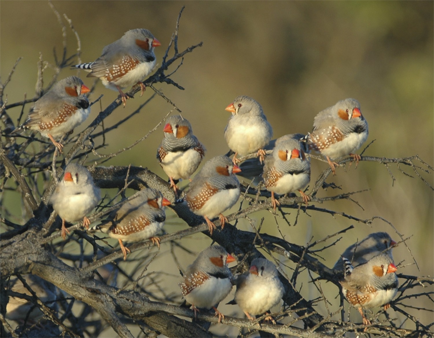 research on zebra finch