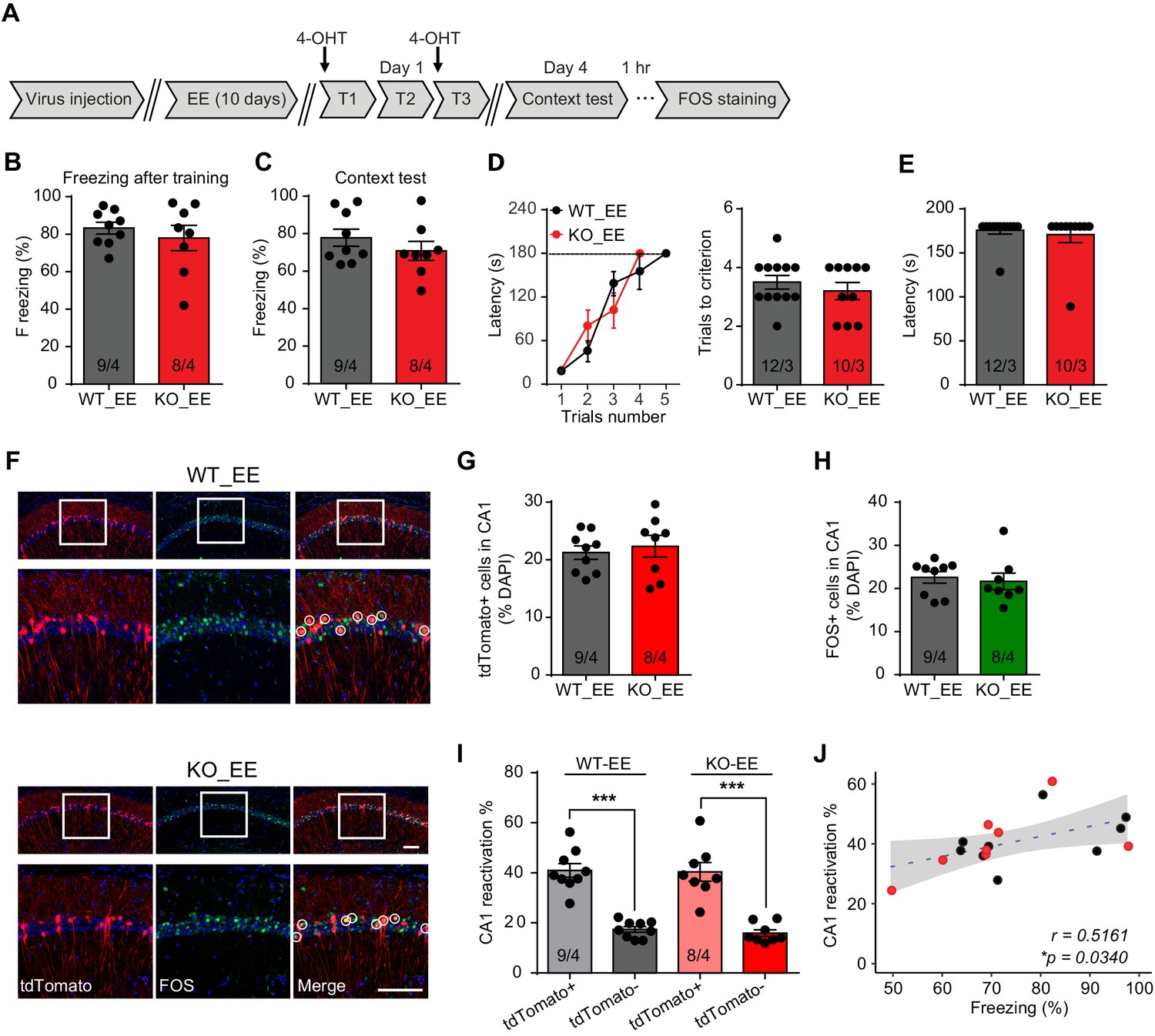 Fmr1-KO mice demonstrate enhanced responding upon rule reversal in