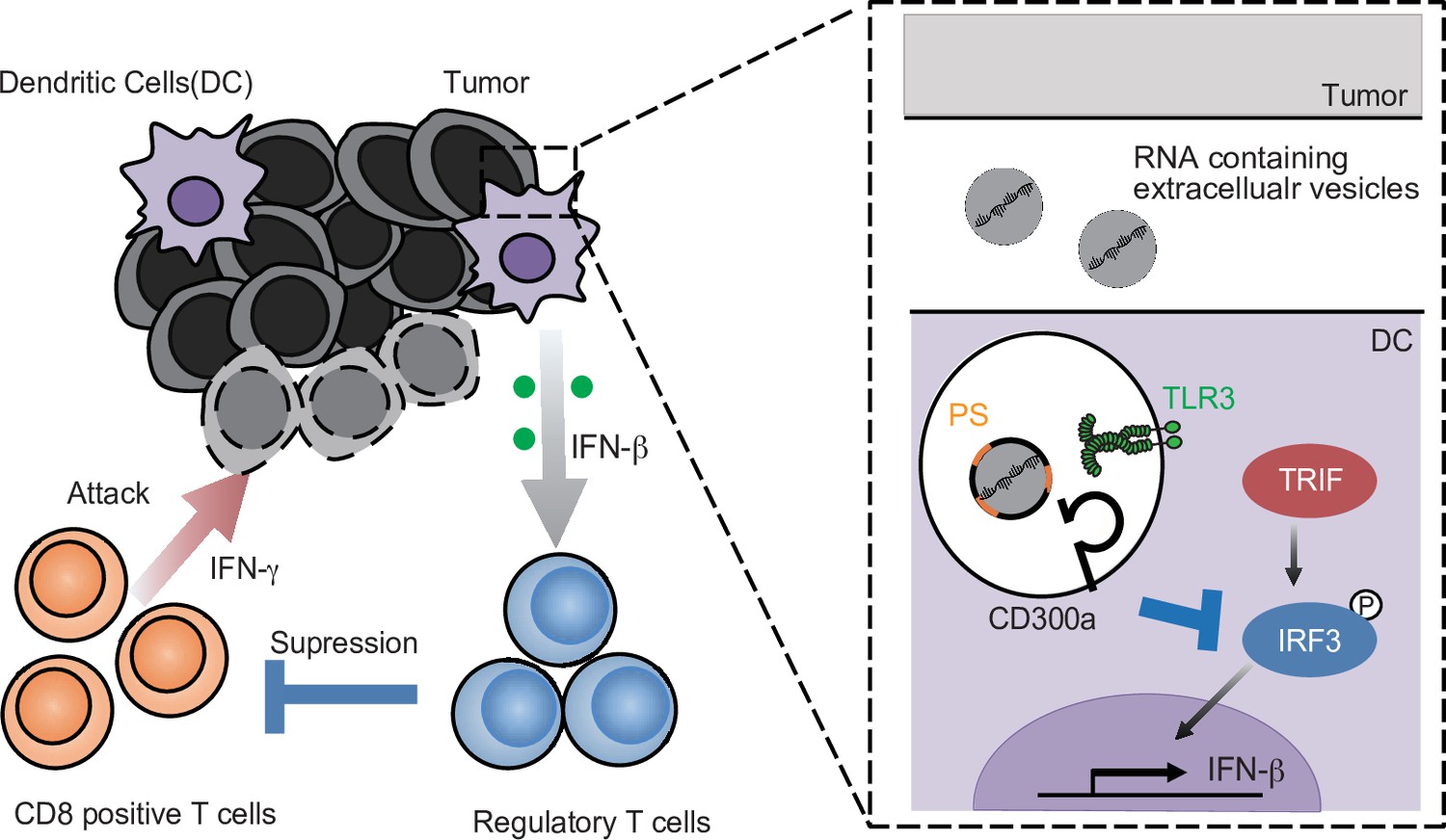 Tumor-derived extracellular vesicles regulate tumor-infiltrating ...