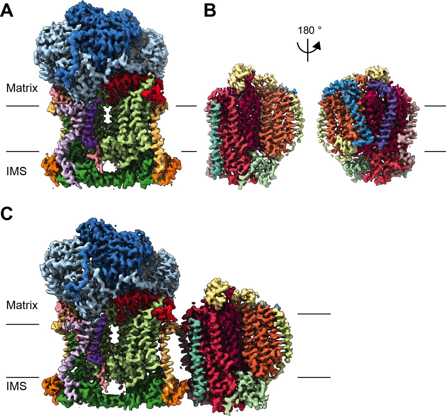 Atomic Structures Of Respiratory Complex Iii2 Complex Iv And Supercomplex Iii2 Iv From Vascular Plants Elife