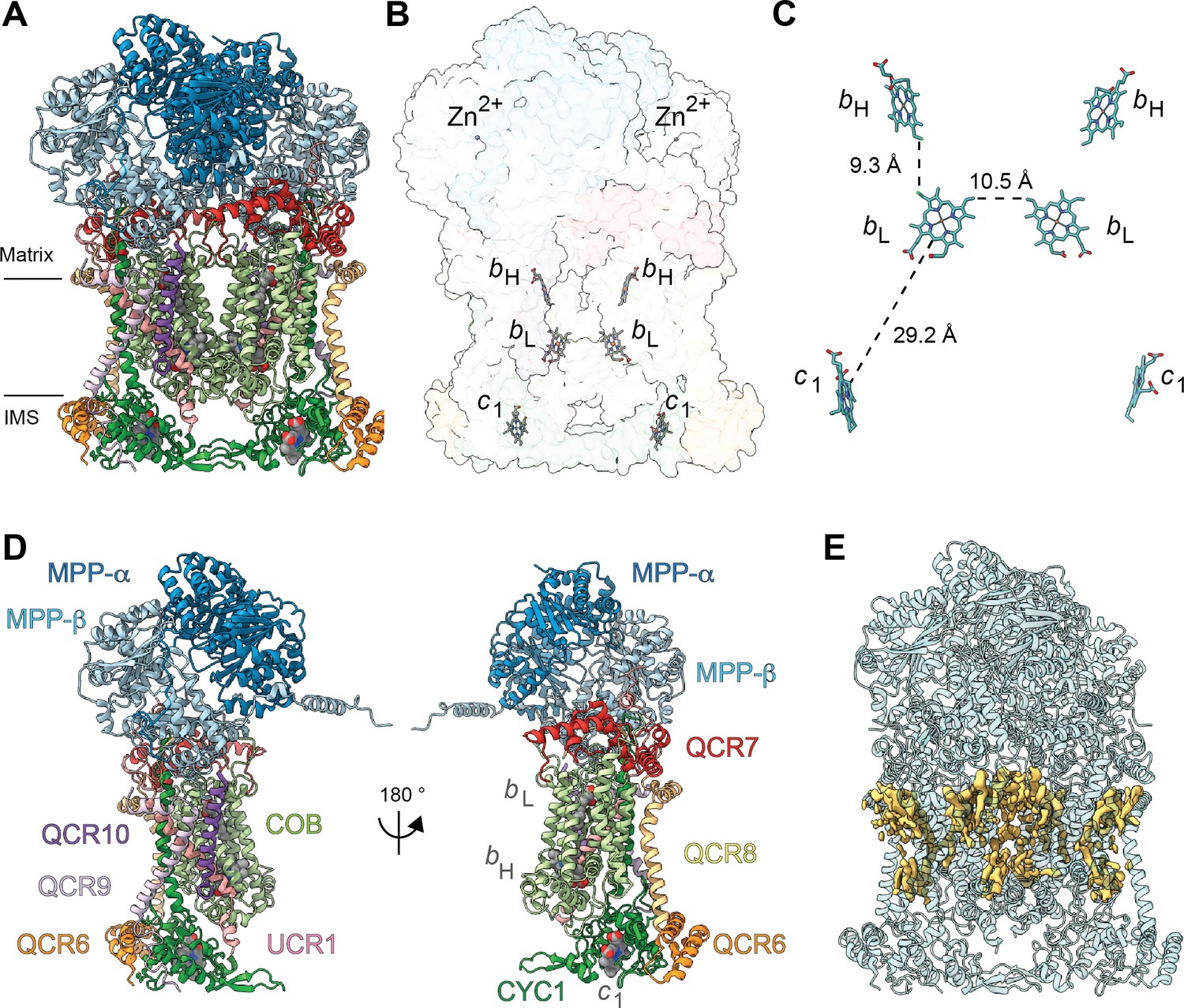 Atomic Structures Of Respiratory Complex Iii2 Complex Iv And Supercomplex Iii2 Iv From Vascular Plants Elife