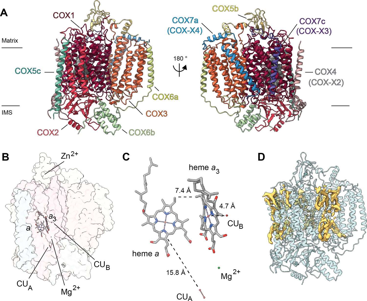 Atomic Structures Of Respiratory Complex Iii2 Complex Iv And Supercomplex Iii2 Iv From Vascular Plants Elife