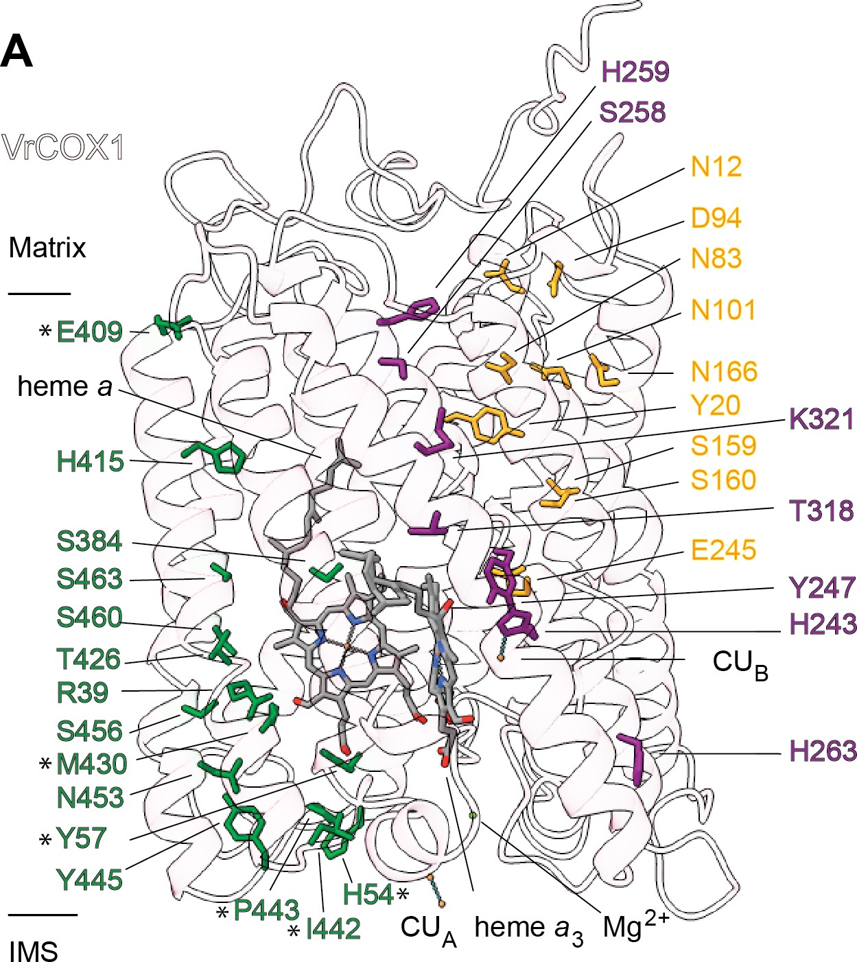 Atomic Structures Of Respiratory Complex Iii2 Complex Iv And Supercomplex Iii2 Iv From Vascular Plants Elife