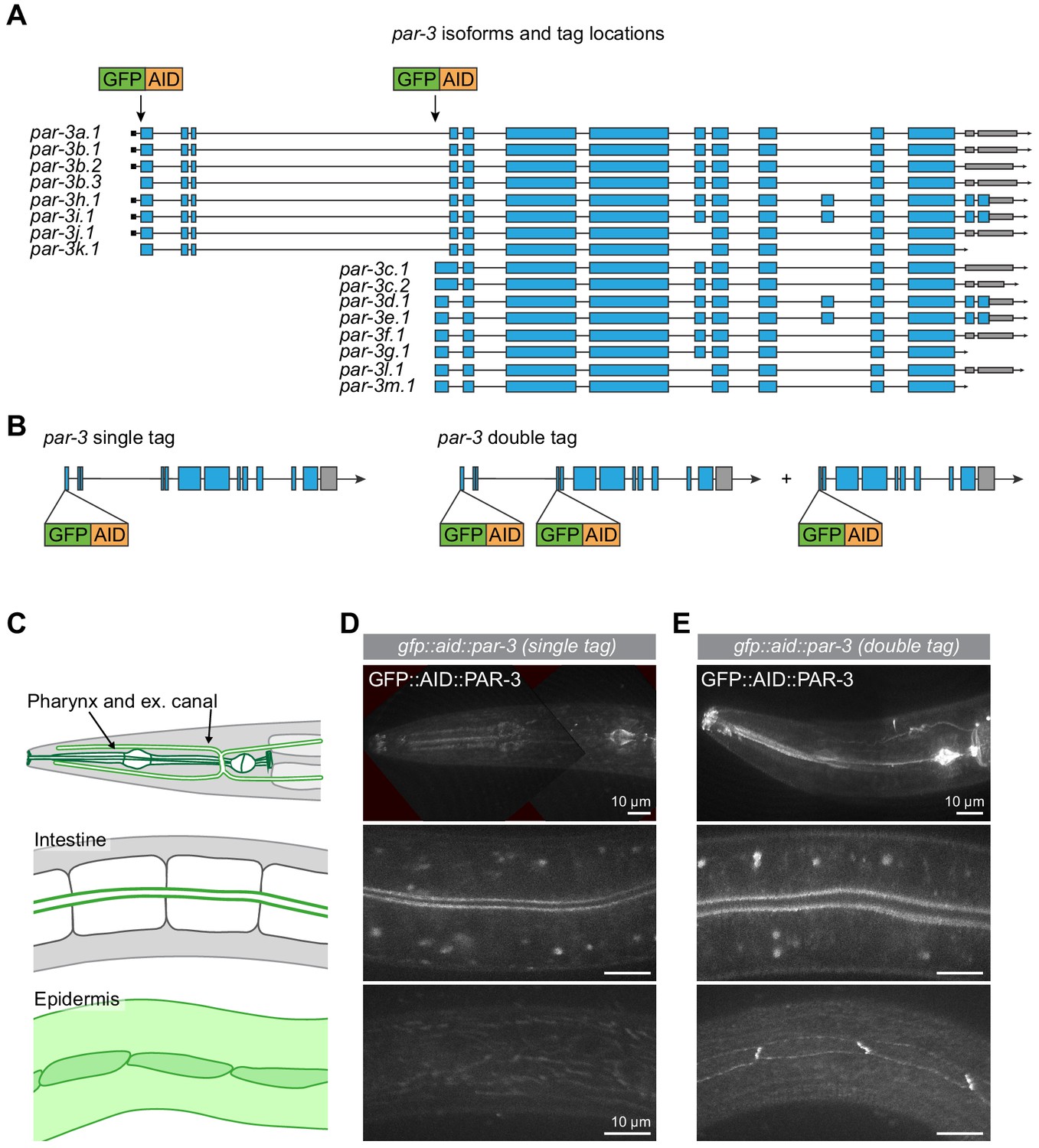 Epidermal Par 6 And Pkc 3 Are Essential For Larval Development Of C Elegans And Organize Non Centrosomal Microtubules Elife